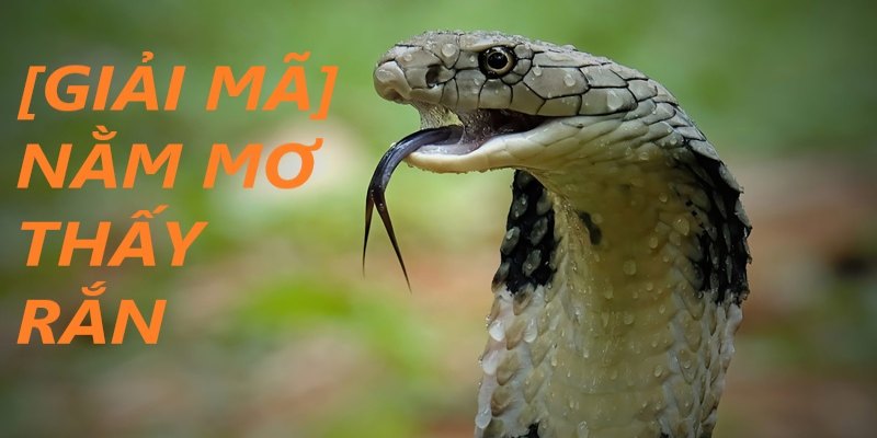 Mơ Thấy Rắn Báo Điềm Gì? Giải Mã Các Con Số Liên Quan
