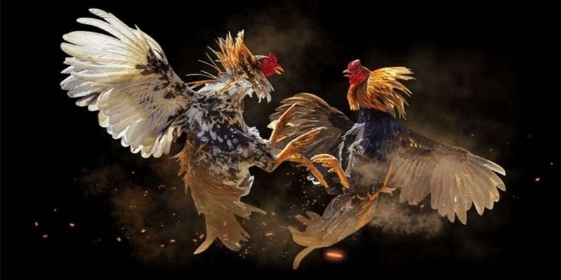 Tổng quan đôi nét về đá gà 98WIN